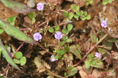 Lindernia ciliata